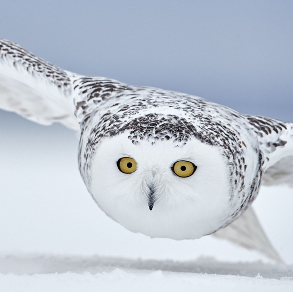 2018年、野鳥写真コンテスト Bird Photographer of the Year 2018のファイナリスト作品発表！