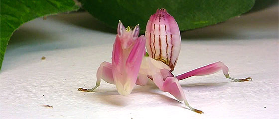 orchid-praying-mantis