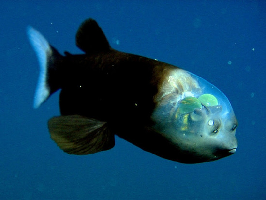 transparent-head-fish1