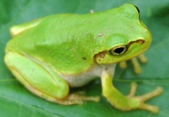 Hyla_japonica_001