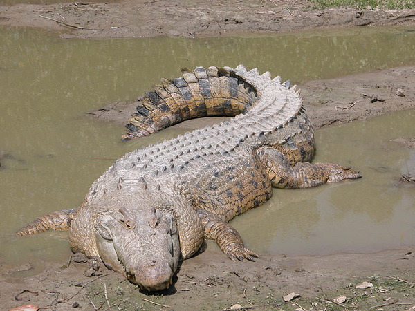 800px-SaltwaterCrocodile('Maximo')
