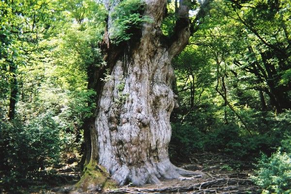 不思議.net一生のうちに一度はいってみたい世界遺産(画像あり)おススメ記事ピックアップ(外部)おススメサイトの最新記事コメント