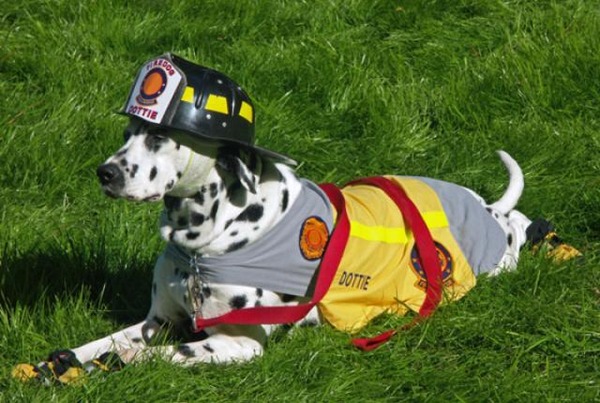 dalmatian-firehouse_6