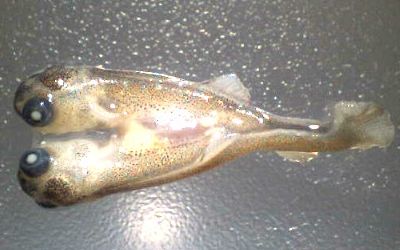 2_headed_trout