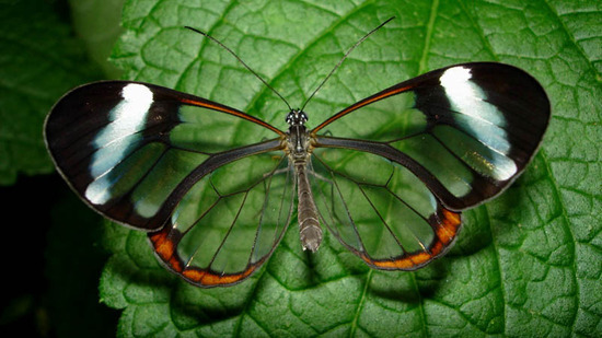 glasswing-butterfly3