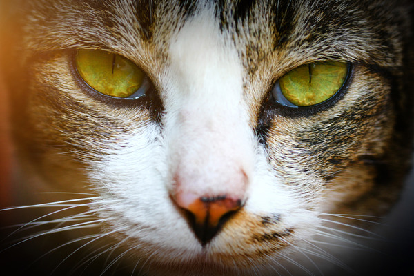 昔、オカンが猫に祟られた話聞くか？