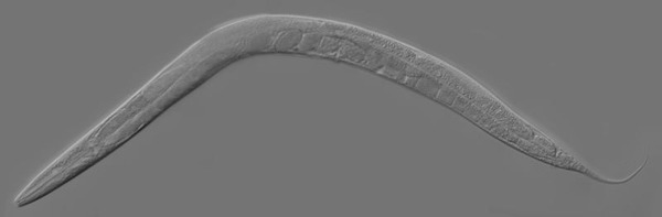 800px-Adult_Caenorhabditis_elegans