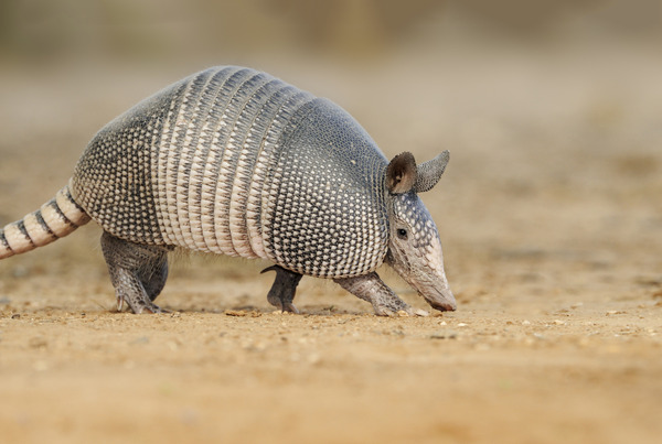 shutterstock_571012582