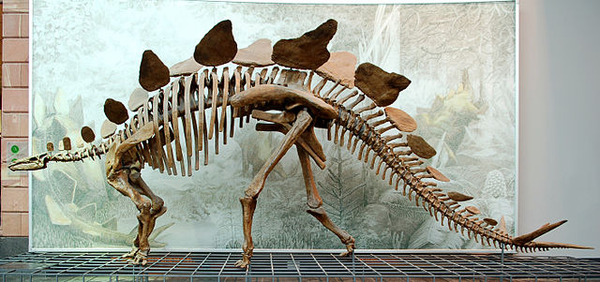 640px-Stegosaurus_Senckenberg