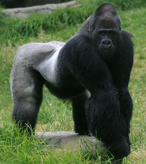 Gorilla2