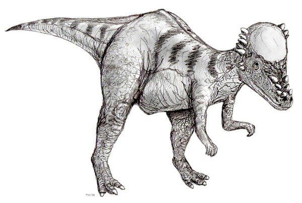 Sketch_pachycephalosaurus2