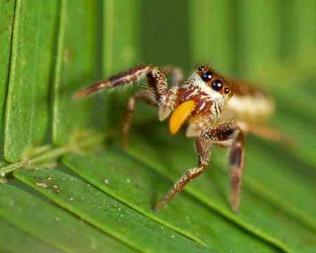 草食の蜘蛛