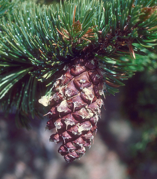 800px-Pinus_aristata_cone
