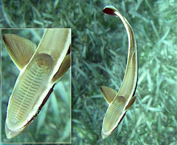 Remora_Belize_Reef