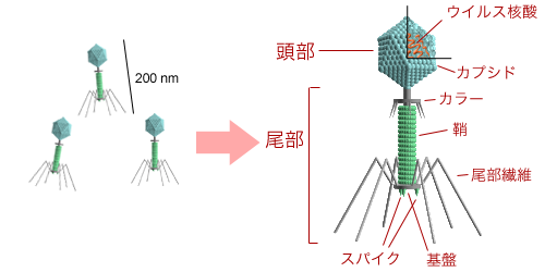 Bacteriophage_structure_ja