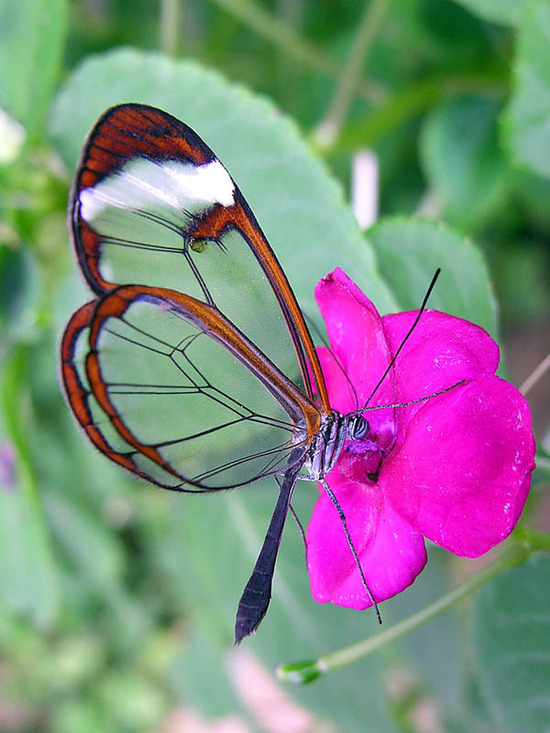 glasswing-butterfly9