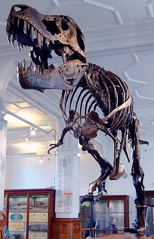 311px-Stan_the_Trex_at_Manchester_Museum