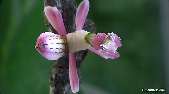 orchid-praying-mantis1