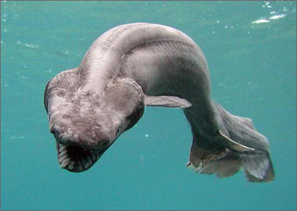 frilledshark