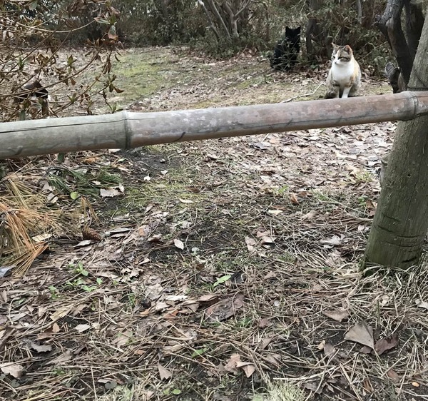 冬は雪で閉ざされる公園に猫の安否確認してきた