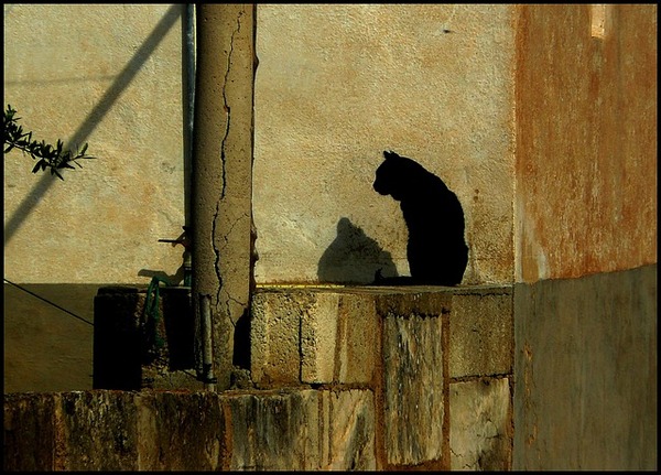 cat