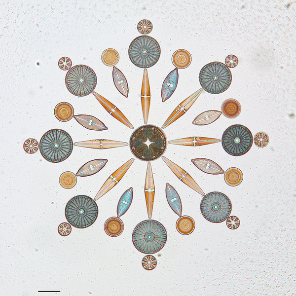 diatom-4