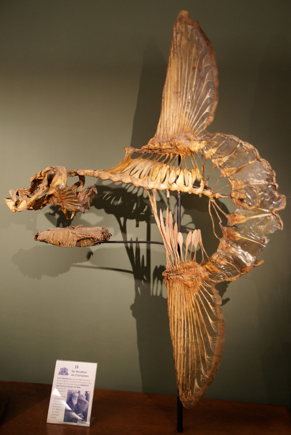 Mola_mola-Skelett,_Naturhistorisches_Museum_Wien