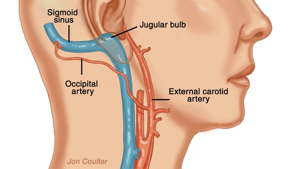 arteries-in-back-of-skull-earsite