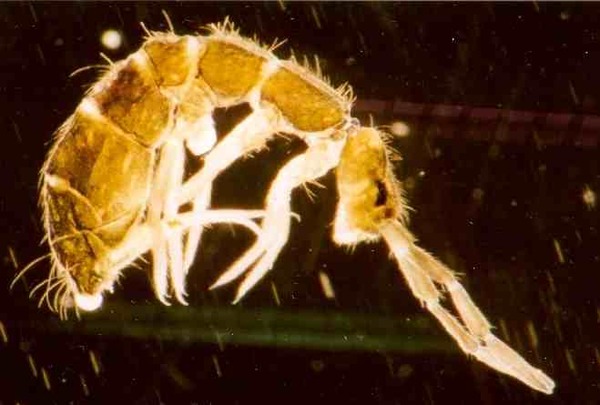 Isotoma_Habitus