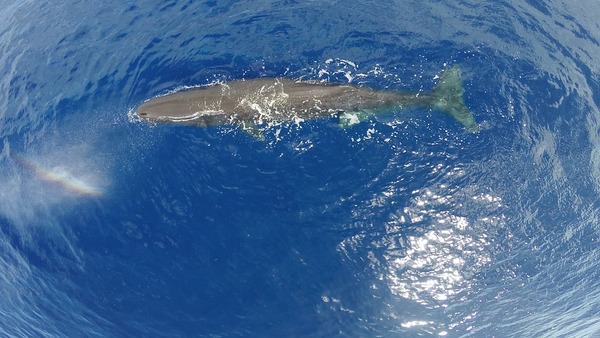 sperm-whale-1629484_960_720