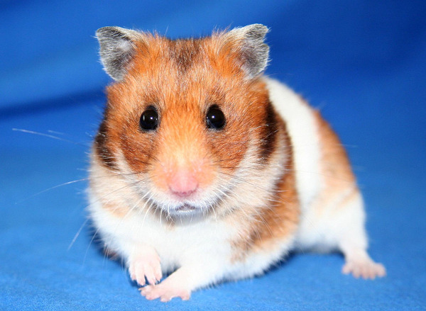1280px-Goldhamster_2