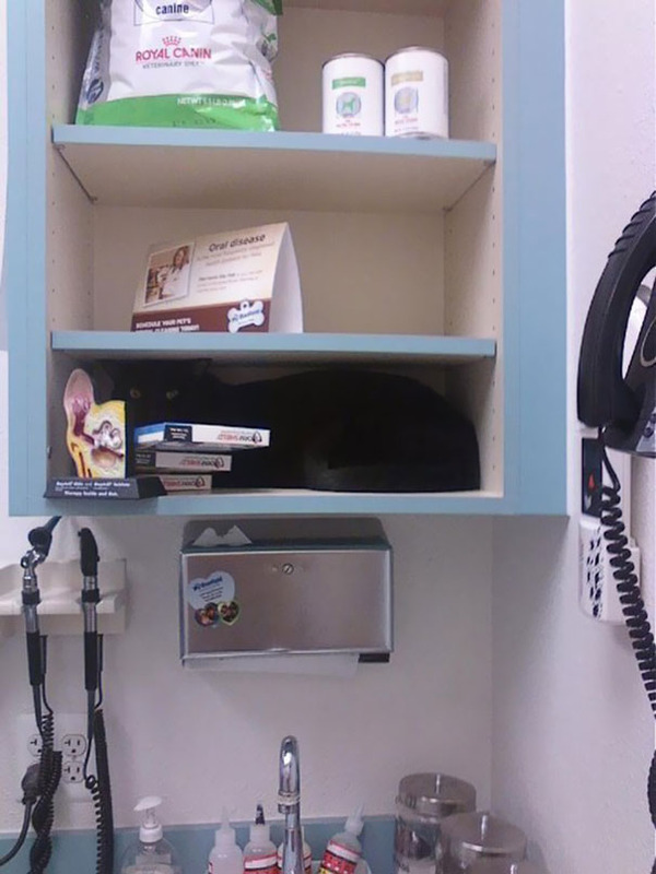 funny-scared-cats-vet-clinic-18-5bb62a6d4ca8d__605