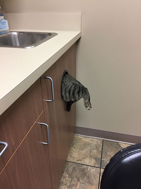 funny-scared-cats-vet-clinic-8-5bb629bb57138__605