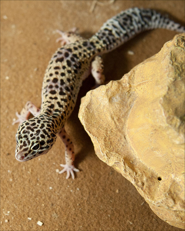 800px-Afghan_Leopard_Gecko