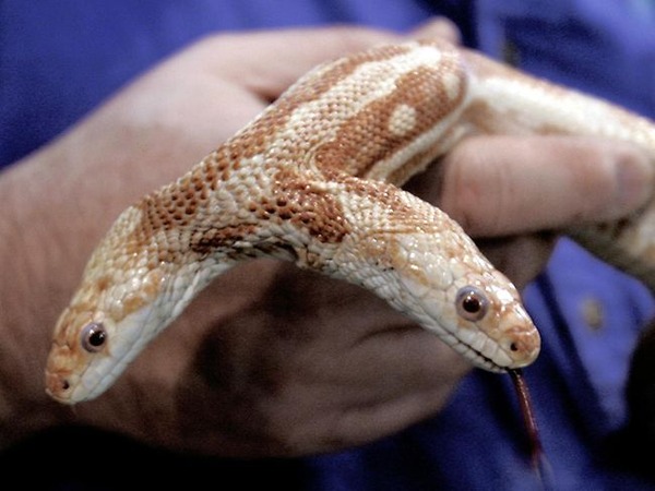 294010-albino-rat-snake