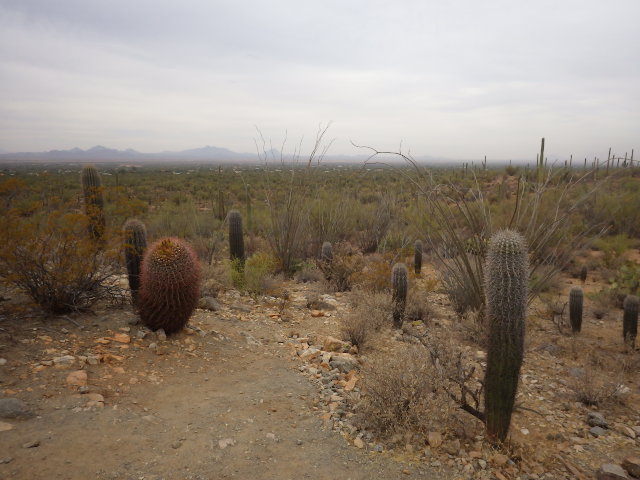 IMGP2958