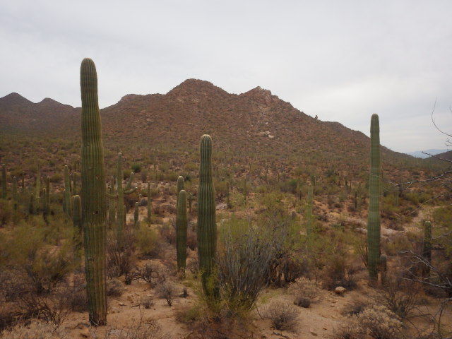 IMGP2947