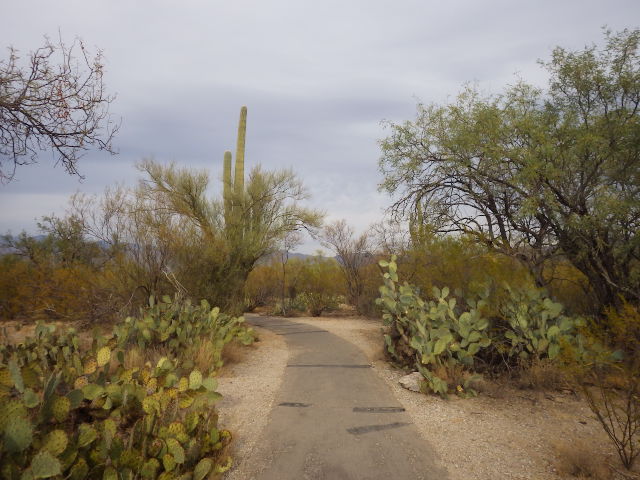 IMGP2974