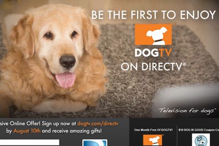 yu_dogtv