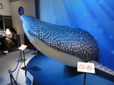 DSC04486
