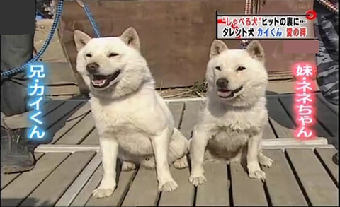 ソフトバンクのお父さん03