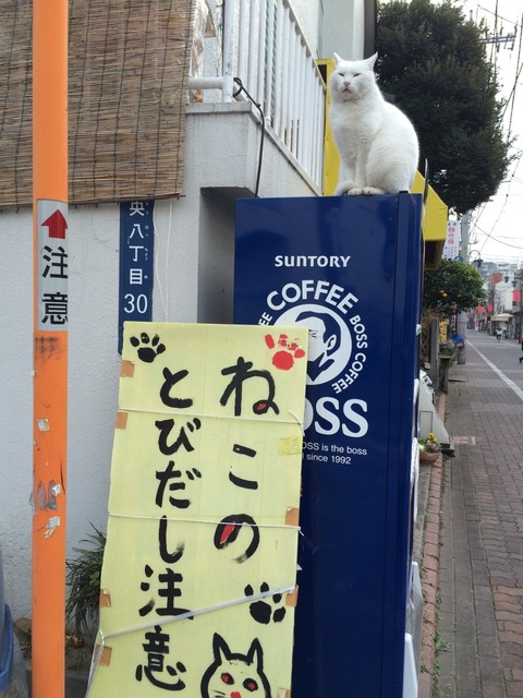 ネコの飛び出し注意