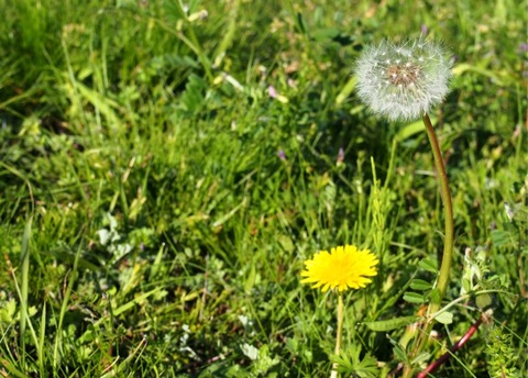 tanpopo