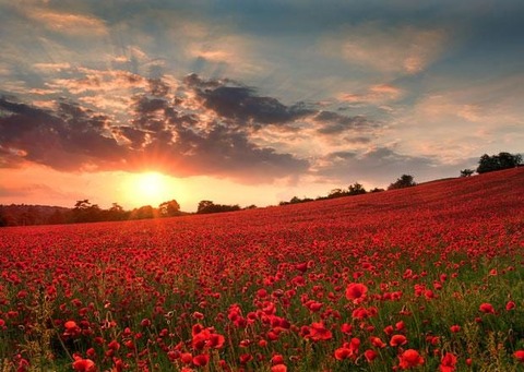 poppy-field
