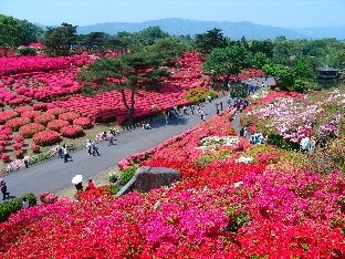 つつじ祭り