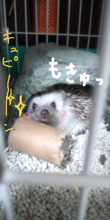 BlogPaint