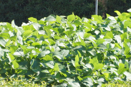 DSC00031