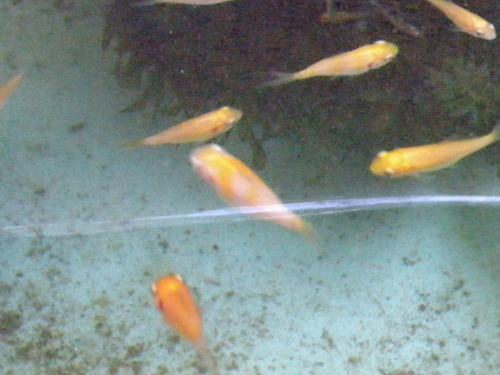 DSCN2335_s