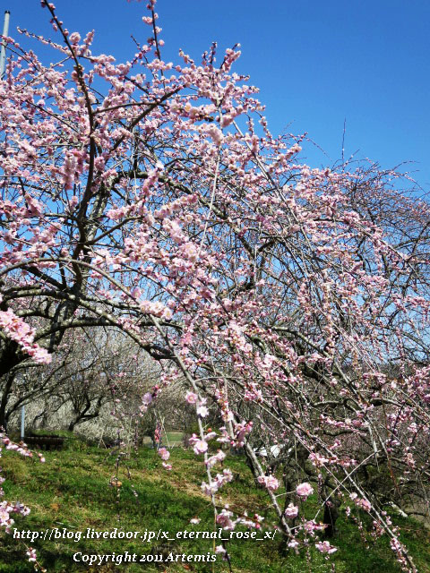 16.3.20.3 神代梅の里公園 (84)