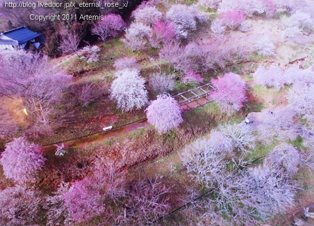 16.3.20.3 神代梅の里公園 (119)